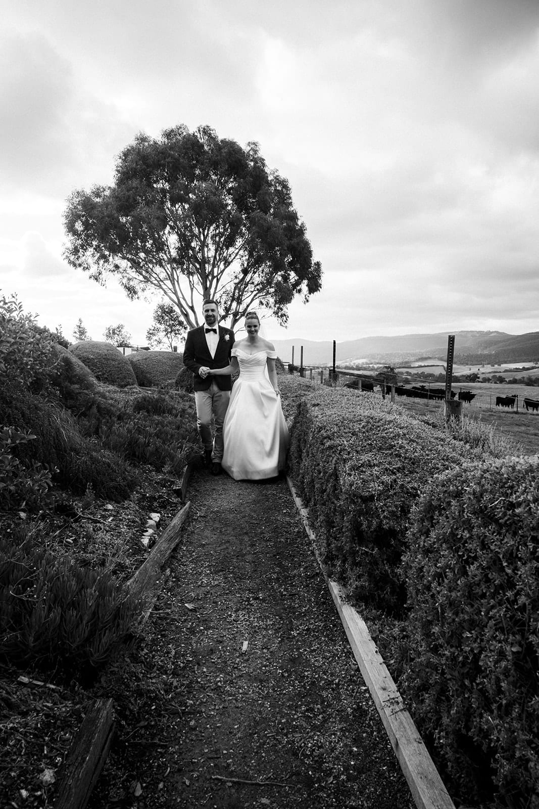 Black and white photo of the path between rounded hedges leading to a lone gum tree, Jessica and Max at the far end
